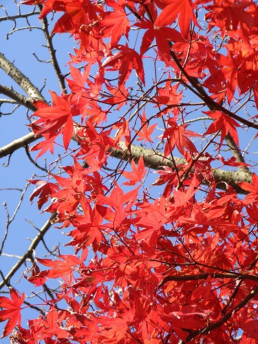 紅葉17