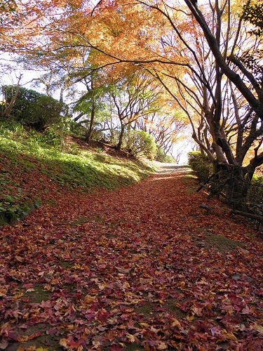 紅葉18