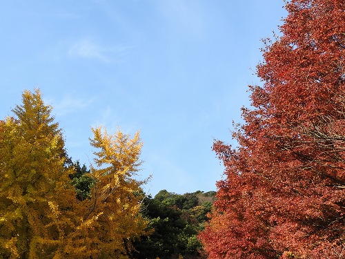 紅葉22