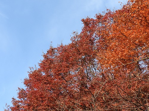 紅葉24
