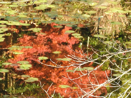紅葉25
