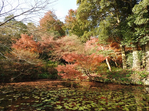 紅葉26