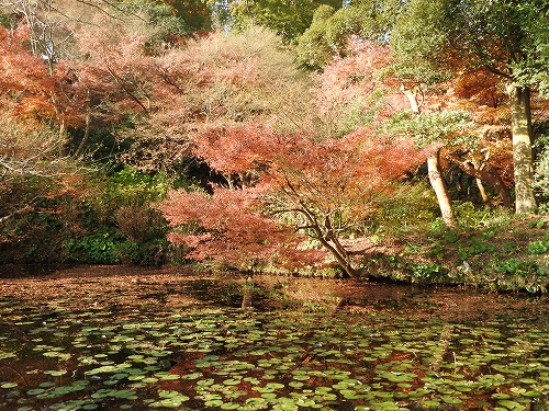 紅葉27