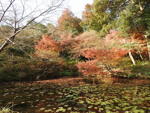 紅葉28
