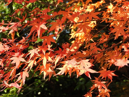 紅葉29