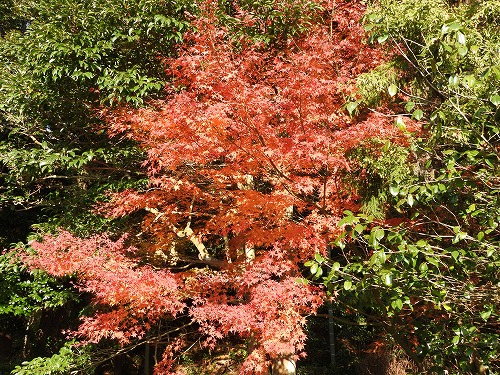 紅葉30
