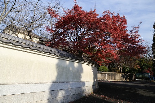 紅葉31