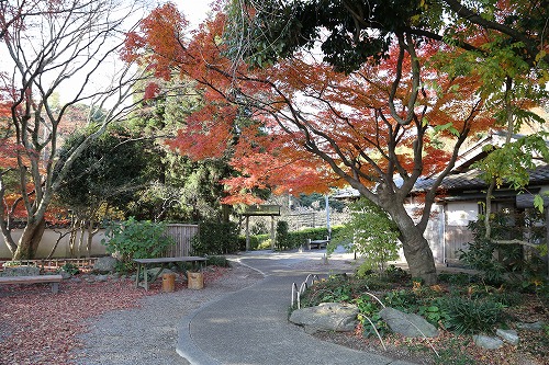 紅葉33