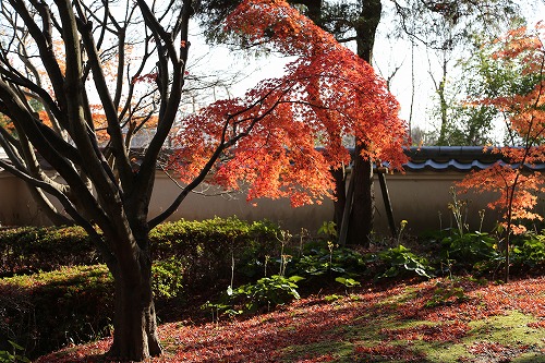 紅葉15