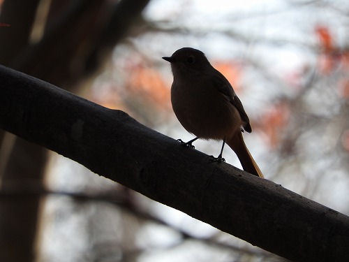 野鳥15