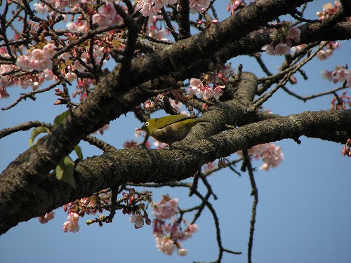 野鳥1