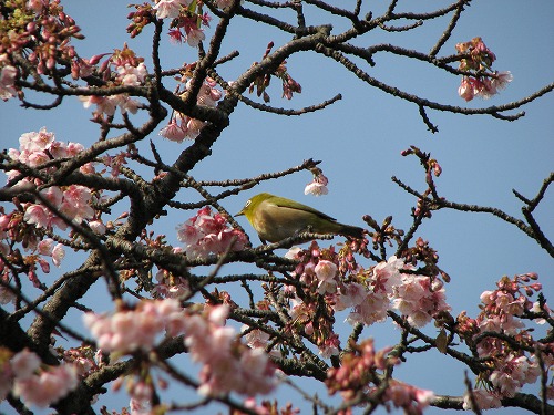 野鳥2