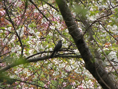 野鳥9