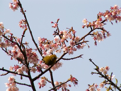 野鳥4
