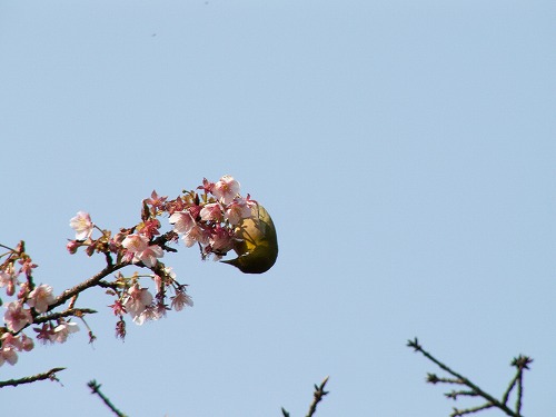 野鳥6