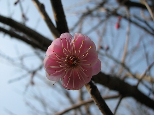 梅7