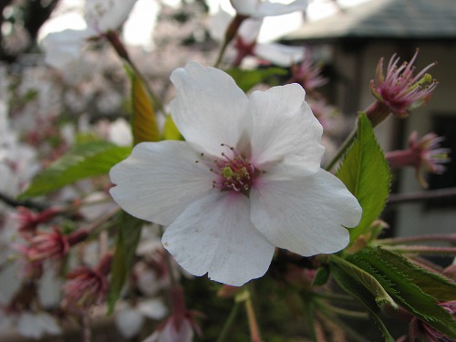 桜1