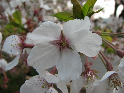 桜2