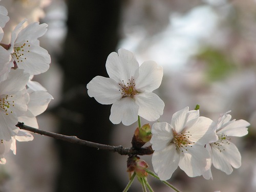 桜3