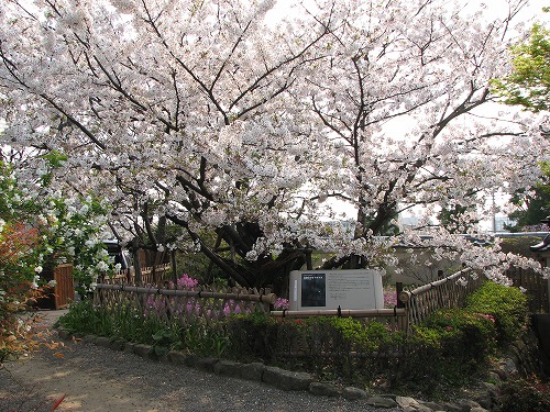 里桜1
