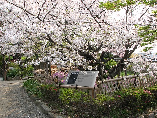 里桜2