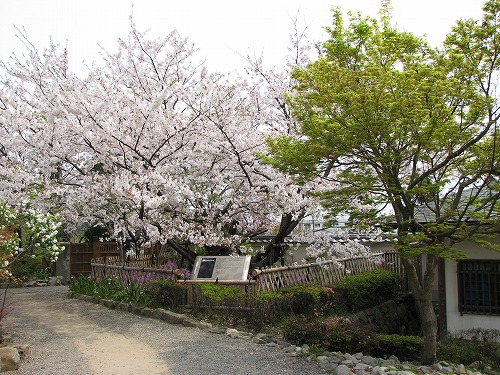 里桜4