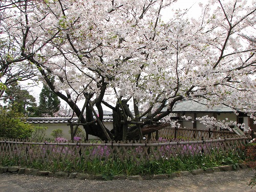里桜5