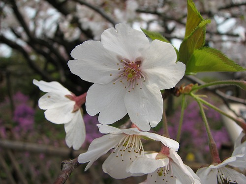 里桜6