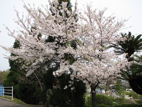 里桜7