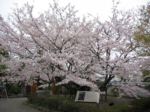 里桜8
