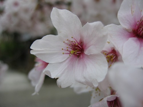 里桜9