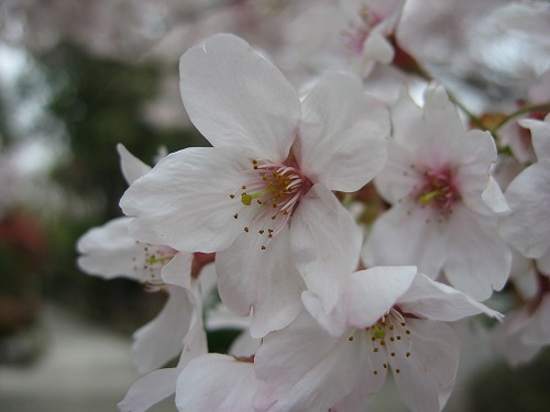 里桜10