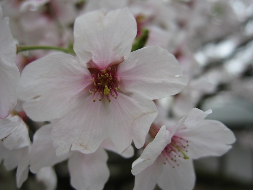 里桜11