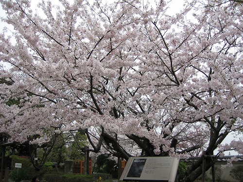 里桜12