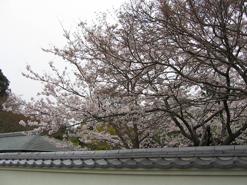 里桜14