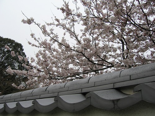 里桜15