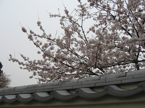 里桜16