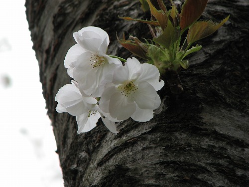 染井吉野4