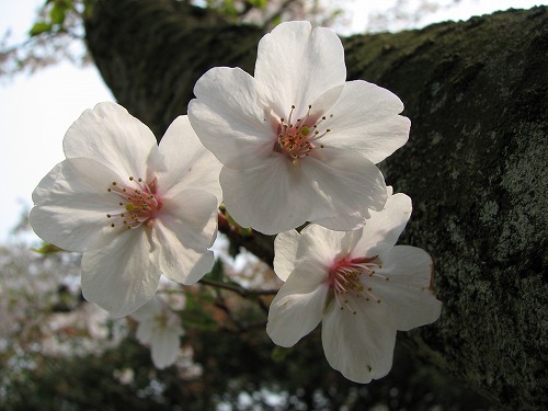染井吉野7