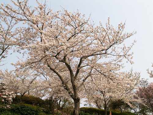 染井吉野1