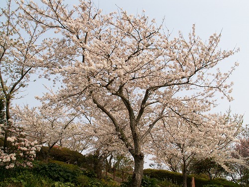 染井吉野9