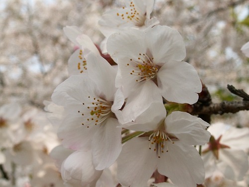染井吉野22