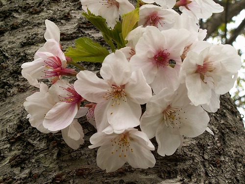染井吉野24