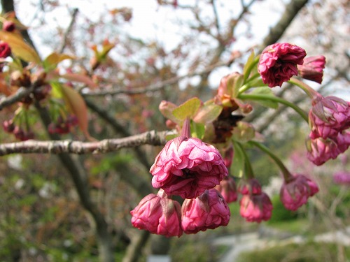 桜3