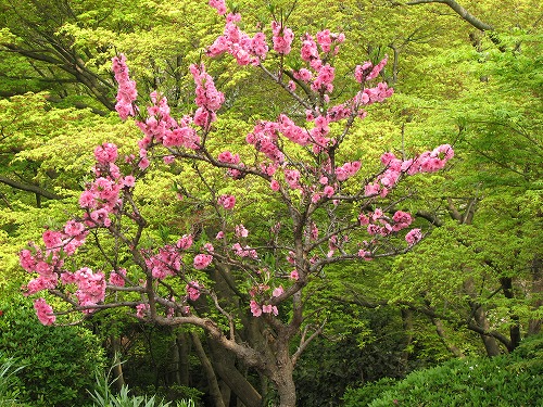 桜1