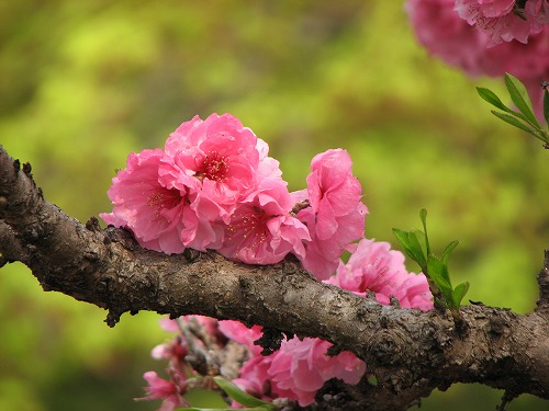 桜2