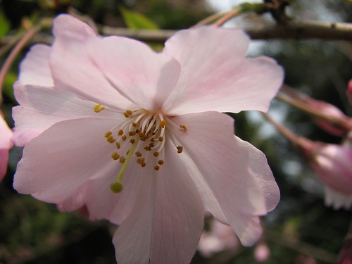 桜4
