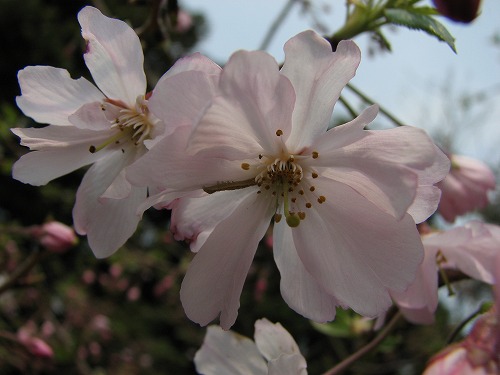 桜5