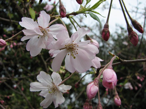 桜6