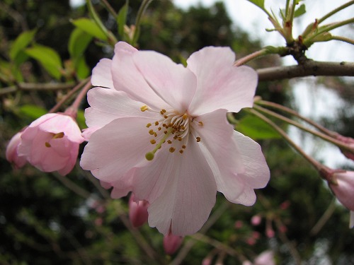 桜7